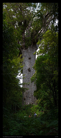 Tane Mahuta